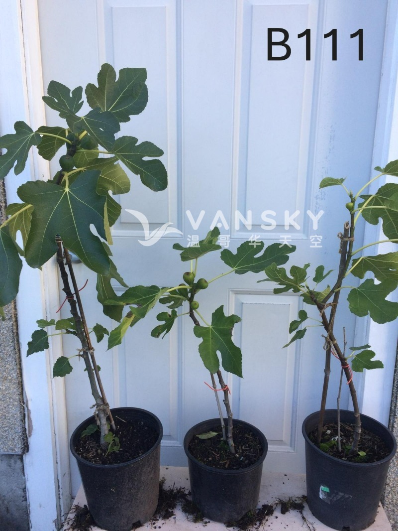 250920112652_B111 33 - 25-09.JPG